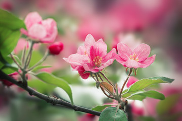 Blossoming apple tree