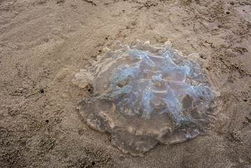 Jellyfish  on the sand at Chaolao beach Chanthaburi Thailand.