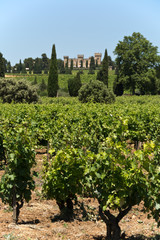 Fototapeta na wymiar Provencal vineyard