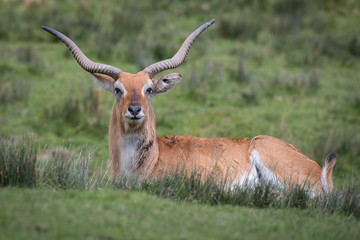 Naklejka na ściany i meble A lechwe, Kobus leche, or southern lechwe, is an antelope found in wetlands of south central Africa and seen here lying on the grass staring at the camera.