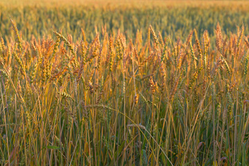 Ears of wheat. Background of growing spike in margin. Rich harvest concept.