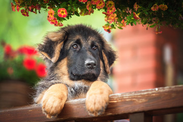 German shepherd puppy look over the fence