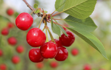 Cherries on a branch