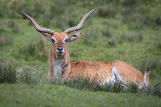 A lechwe, Kobus leche, or southern lechwe, is an antelope found in wetlands of south central Africa and seen here lying on the grass staring at the camera.