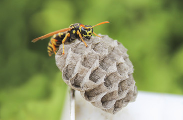 Wasp on the nest