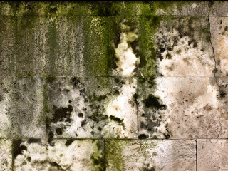 Obraz premium Texture of old concrete grunge wall covered with lichen moss mol