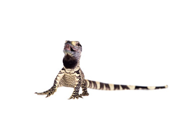 Newborn Black Throat Monitor Lizard on white