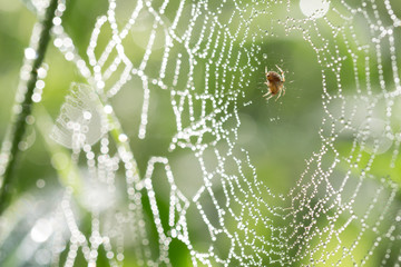 spider web with drop water