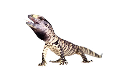 Newborn Black Throat Monitor Lizard on white