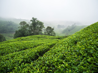 Fototapeta na wymiar Boh Tea plantation in Cameron highlands