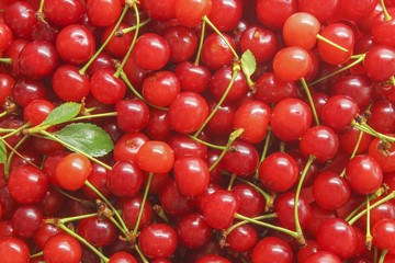 Ripe cherry