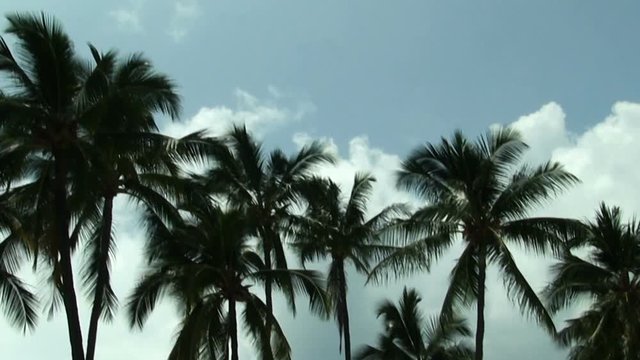 Sped Up Clouds Moving Behind Green Palm Trees In Blue Sky
