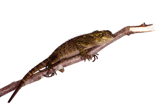 The blue-spotted wood lizard on white