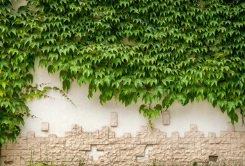 Fototapety  Zielona roślina bluszczu na białej ścianie