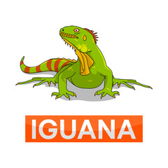 green iguana with line