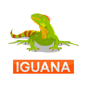 green iguana without line