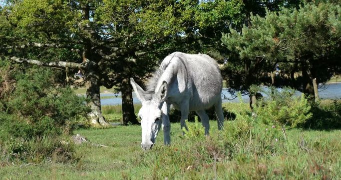 Free wild white donkey horse walking on a green field during sunny day with blue sky beside river