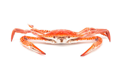 steamed crab isolated on white background