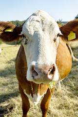 Suckler on pasture