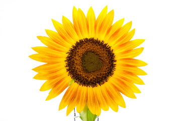 HELIANTHUS annuus 'Firecracker' sunflower over isolate white background. with clipping path