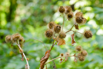 Arctium Lappa With Fruit