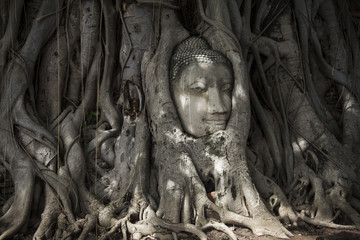buddha head buried in tree roots ayutthaya - obrazy, fototapety, plakaty
