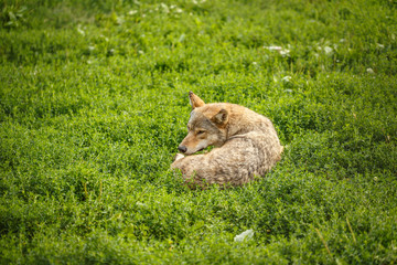 Wild gray wolf