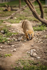 South American coati