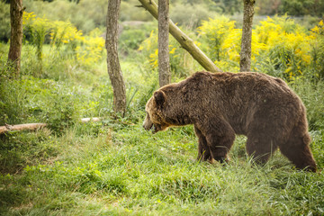 Obraz na płótnie Canvas Wild Big Brown bear