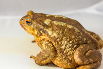 common toad (Bufo bufo) on white background