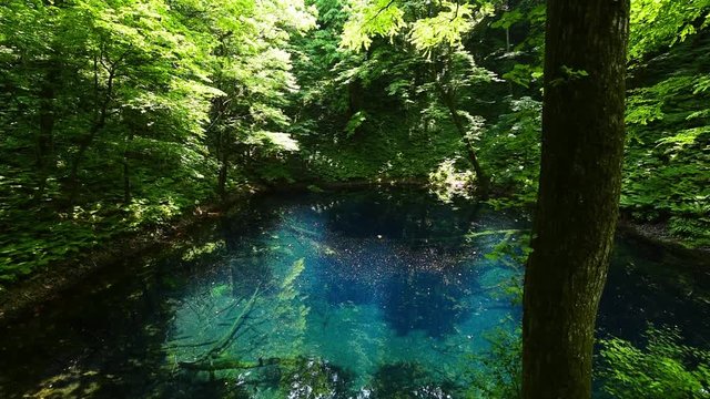 白神山地　十二湖の青い池