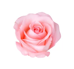 Papier Peint photo Roses Rose rose isolé sur fond blanc, flou artistique.