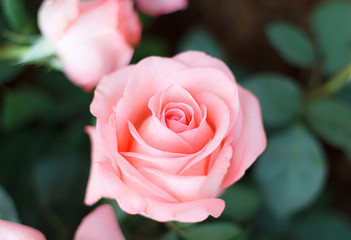Pink rose in the garden, soft focus