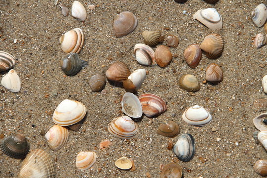 Ostseestrand mit Muscheln