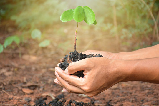 plant in the hand on nature background