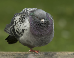 Dove