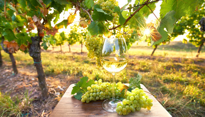 Weinglas im Sonnenlicht, Herbst im Weinberg