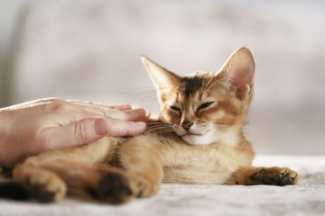 Purebred sleepy abyssinian kitten resting and stroked by hand