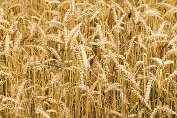 background, cereal grain, field,, agriculture, Rye, harvest, crop - close-up of a wheat