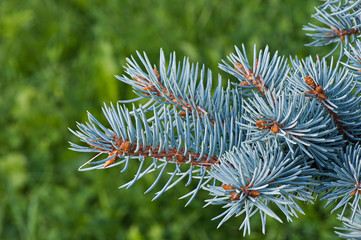 Naklejka na ściany i meble Blue spruce branch on a green background.