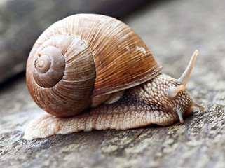 Snail on the old wooden background, fauna, shellfish.