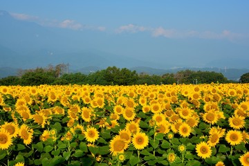 明野のヒマワリ畑