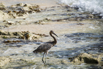 Mexican heron bird at the beach del carmen in yucatan 4