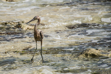 Mexican heron bird at the beach del carmen in yucatan 3