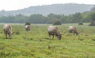 Grey Cattles Grazing on Field with Foggy Background