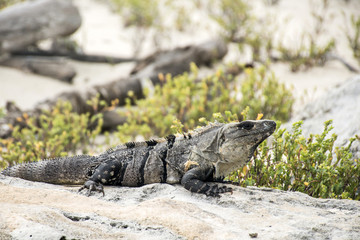 Mexico wildlife free iguana living near the beach 2