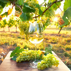 Glas mit Weißwein - Weinprobe im Weinberg