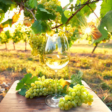 Glas mit Wei&szlig;wein - Weinprobe im Weinberg