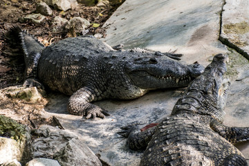 Wild Crocodile Reptile Wildlife in Mexico Yucatan