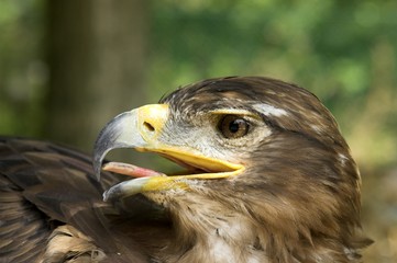 Eagle